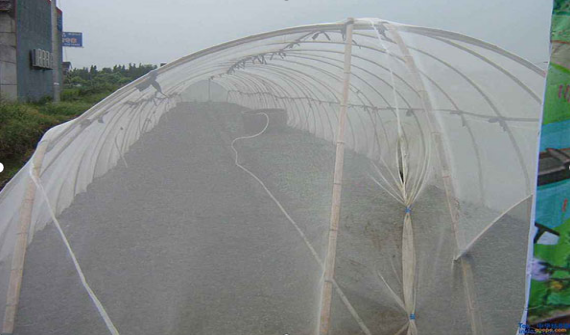 What should we pay attention to when using fruit tree insect control net