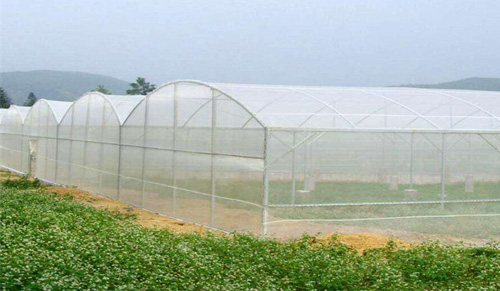 How to build a locust farming greenhouse?