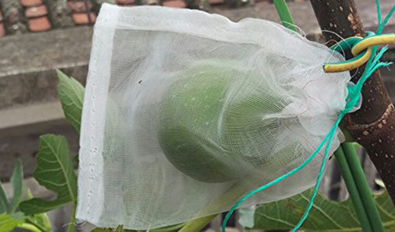 Insect net installation of 8 points for attention