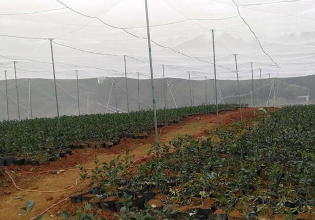 Greenhouse insect net coverage