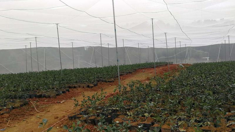 netting vegetable garden