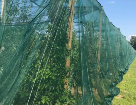WHAT MAKES ANTI-INSECT NETS AN EFFECTIVE SYSTEM FOR CROP PROTECTION?