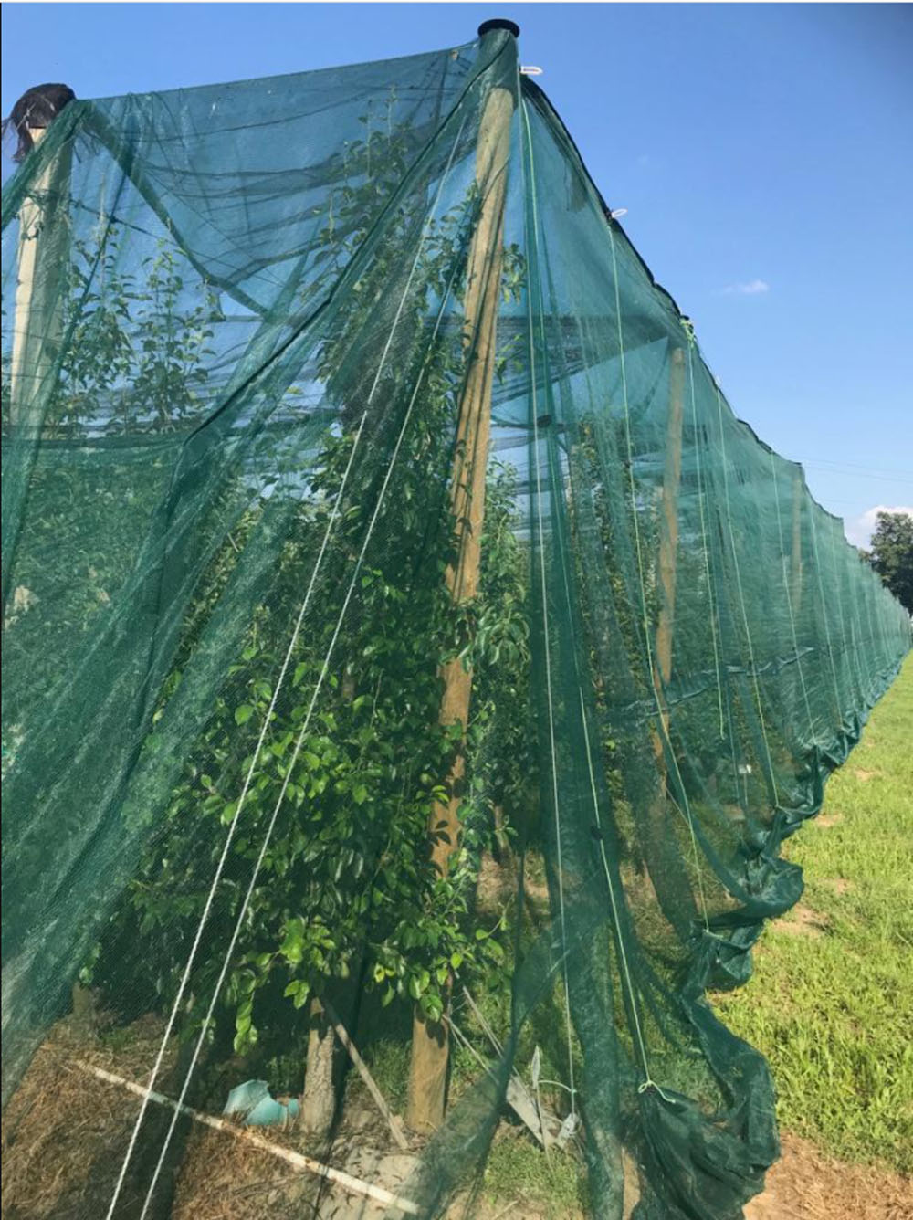 anti-insect-nets