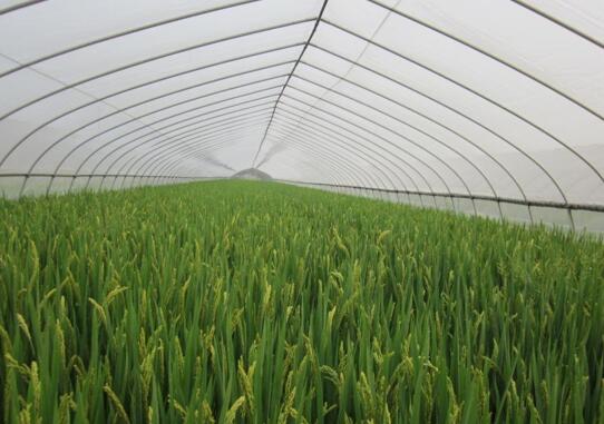 What should be paid attention to when installing and using insect proof net in Greenhouse