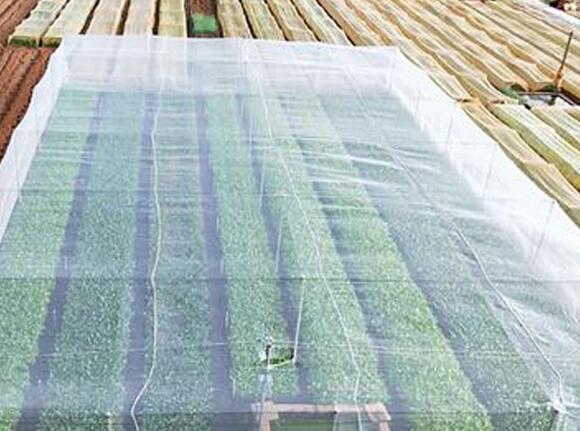 The application effect of insect control net in Greenhouse