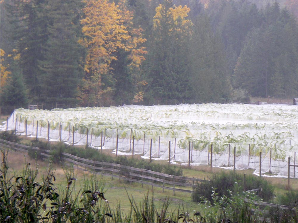 Insect Netting