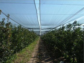 Building shade net in greenhouse
