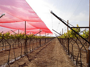 Colored Shade Netting For Vineyard