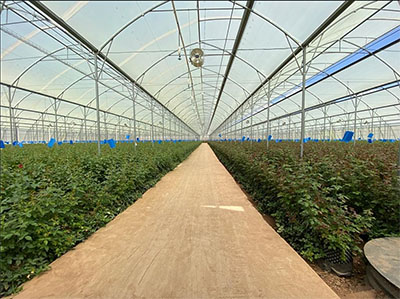 Choosing the Right Anti-Insect Net for Greenhouse Protection: A Comprehensive Guide