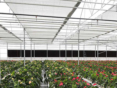 Efficiently Regulate Sunlight in Greenhouses with Agricultural Shade Netting