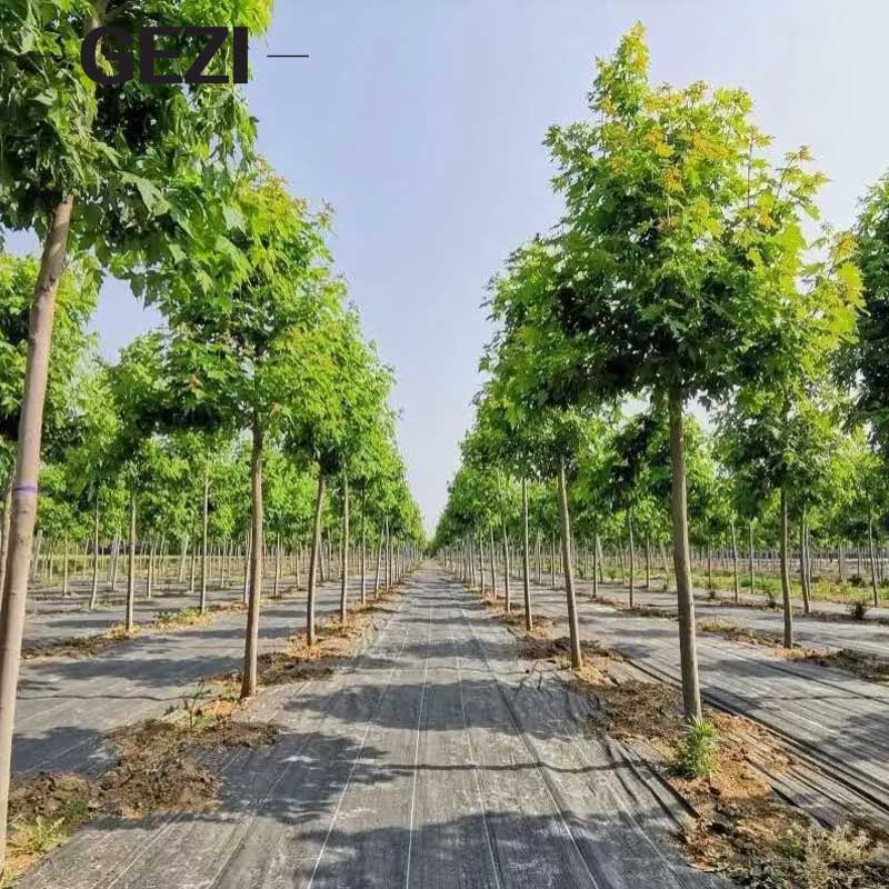 Essential for orchards farmlands Weed control cloth