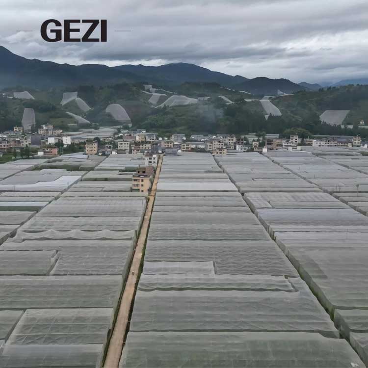Gan Nan navel oranges grown inside insect-proof nets