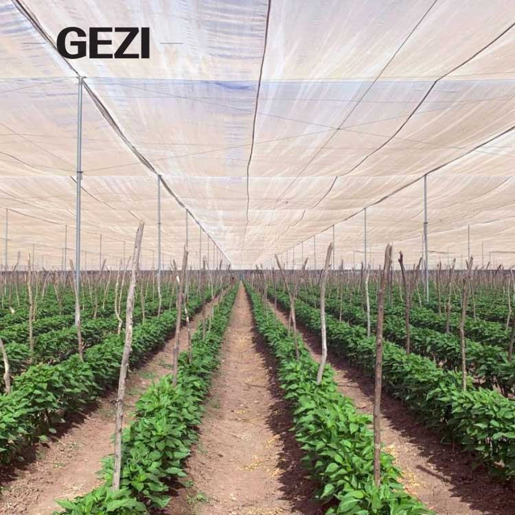 Ventilation Insect Net Hydroponic System Tunnel Sawtooth Greenhouse For Vegetables Planting