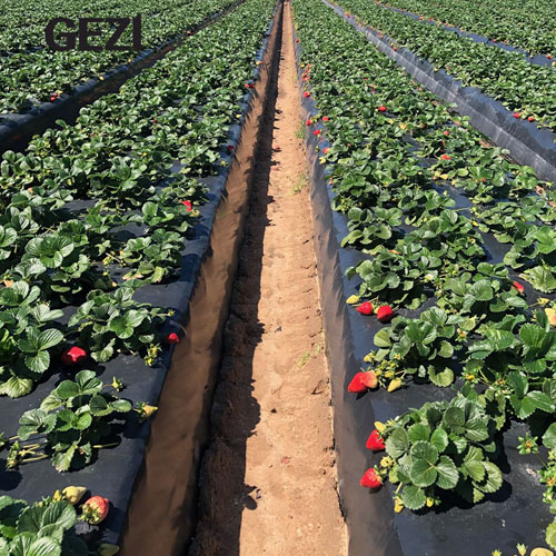Premium Agricultural Mulch Film for Crop Protection, Soil Moisture Retention and Weed Control