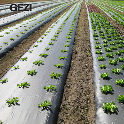 Premium Agricultural Mulch Film for Crop Protection, Soil Moisture Retention and Weed Control