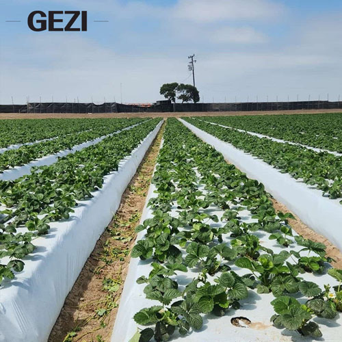 Premium Agricultural Mulch Film for Crop Protection, Soil Moisture Retention and Weed Control