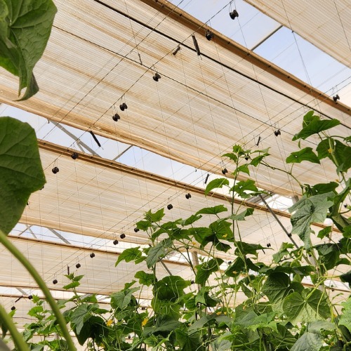 cucumber net.jpg